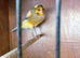 2026 yorkshire canary