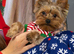 Beautiful Yorkshire Terrier Stud &ndash; Casper