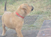 Dogue de bordeaux mix
