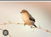 Birds selling in Stoke-on-Trent