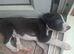 Whippet x lurcher puppies