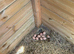 Silver pheasants eggs