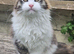Sell and Rehome Mainecoon