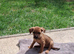 BORDER/CHI FEMALE 12 WEEKS