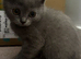 TICA /Scottish fold/BSH kittens