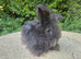 STUNNING MAXI FULL FACE ANGORA BABIES