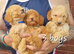 Stunning poodles
