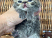 3 beautiful exotic females can be gccf registered if needed