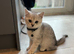 Stunning British Shorthair Kittens