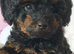 Beautiful small F1b Merle cockapoo SOLD