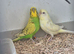 Budgies (Young tame and Adults)