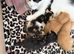4 adorable kittens