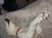 3 year old labradoodle