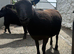 2x pedigree black Welsh mountain shearlings