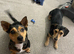 2 loving dachshunds