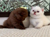 Absolutely stunning full pedigree GCCF BSH kittens