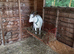2x Pygmy goat wethers