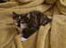 Cute cats are looking for a new home.