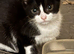 The Most Adorable Fluffy Fur Babies