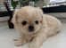 Pekingese puppy's male/female