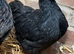 Jersey Giant x Barnevelder