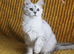 Pedigree TICA Registered Silver Shaded Kittens