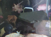 L240 vampire pleco