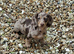 Female miniture dapple Dachshund