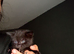 Kittens for sale