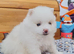 Ready now - Pomeranian puppies