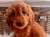 JUST 3 REMAINING STUNNING COCKAPOO PUPPIES