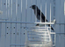 2026 Black Goldfinch Cock