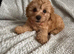 Ready to leave miniature cavapoochons