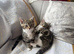Kittens for sale