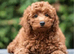 Wanting a Westiepoo