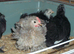 PEKIN CHICKS AND GROWERS,