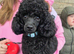Kc toy poodle