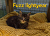 Maine Coon kittens for sale
