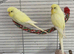 Lovely young pale yellow budgies male and female