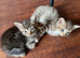 3 Adorable and Playful Kittens