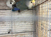 Semi tame lovebirds for sale