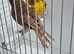 BEAUTIFUL PROVEN PAIR OF PHAEO