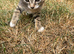 Kittens available