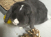 Mini lop doe