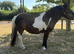 Beautiful standard Shetland mare