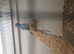 Breeding pair Violet and turquise pair