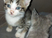 Frienly play ful kittens