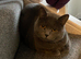 BSH female cat