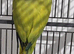 Beautiful male ringneck talking parrot