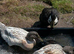 Abacot Ranger Ducks